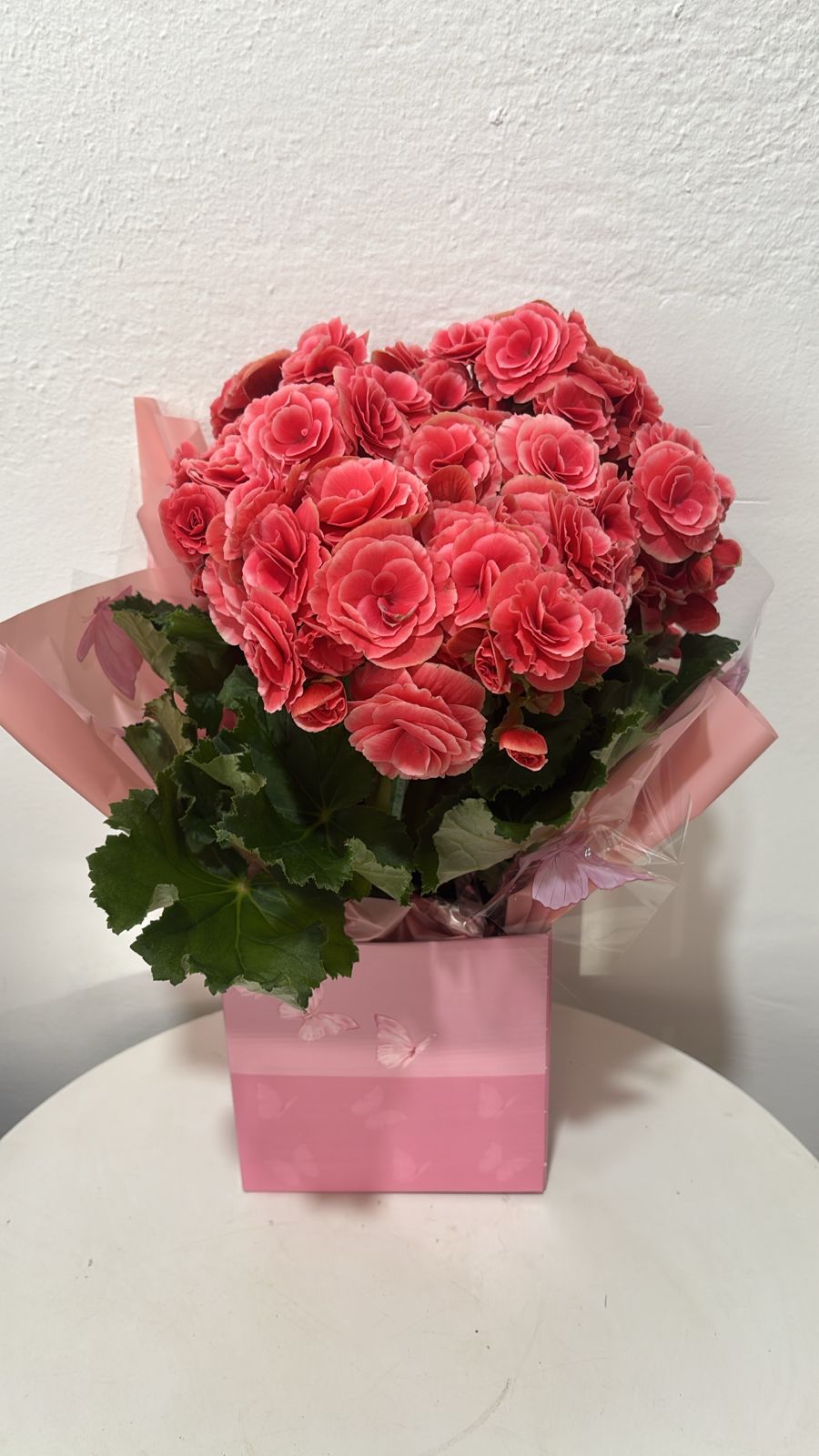Begonia 